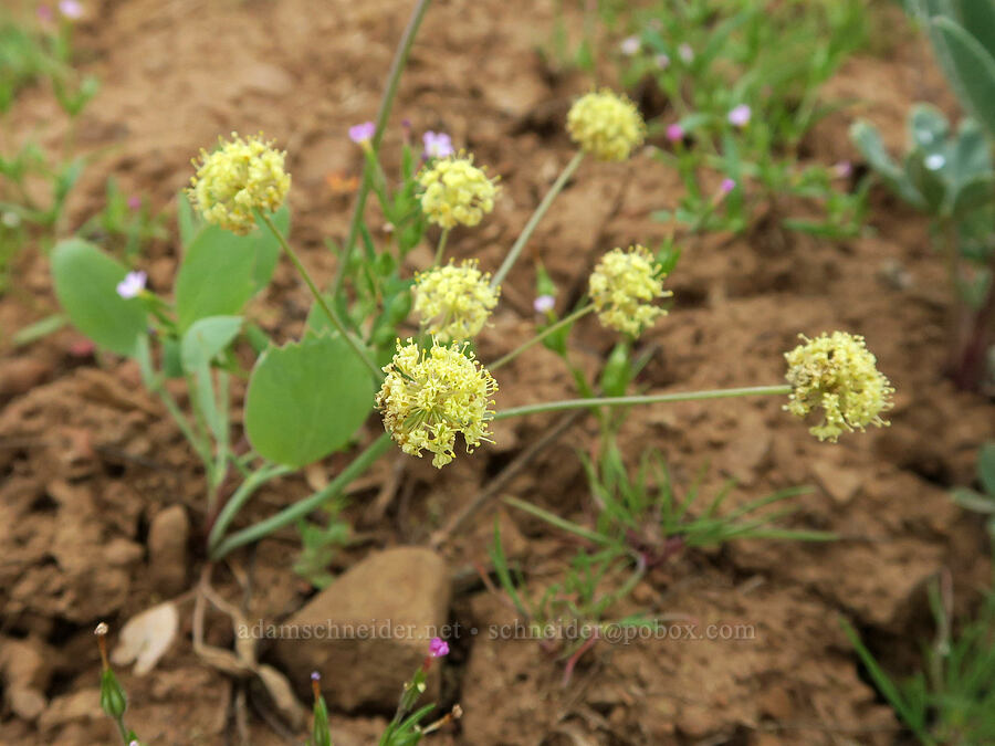bare-stem desert parsley (Lomatium nudicaule) [Logan Valley, Malheur National Forest, Grant County, Oregon]