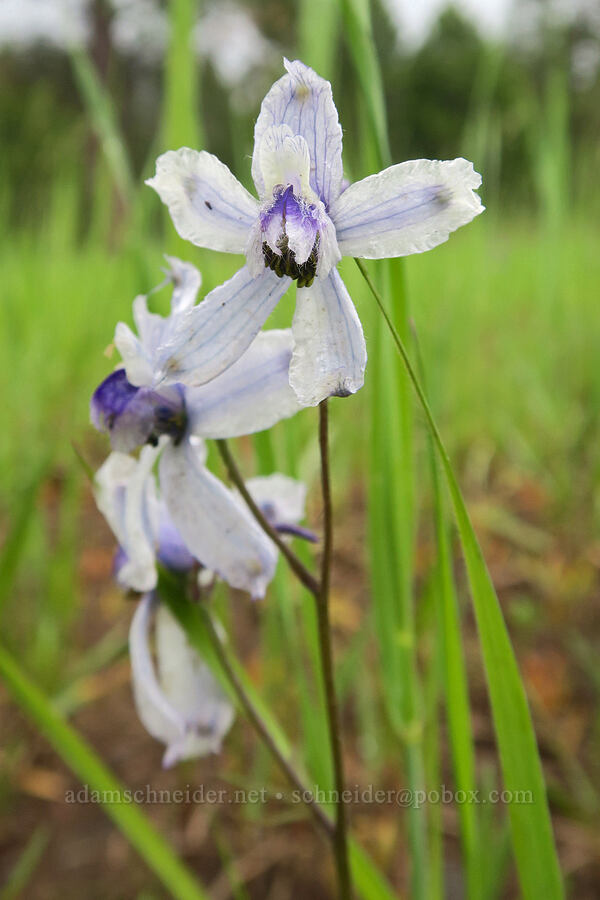 pale upland larskpur (Delphinium nuttallianum) [Logan Valley, Malheur National Forest, Grant County, Oregon]