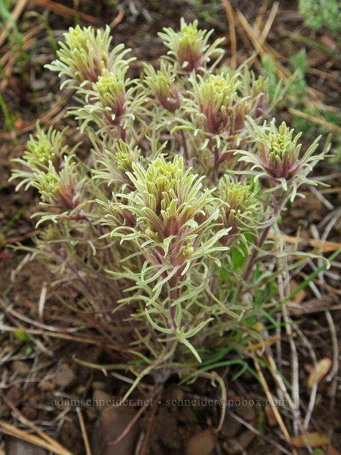 parrot-head (hairy) paintbrush (Castilleja pilosa var. pilosa) [Logan Valley, Malheur National Forest, Grant County, Oregon]