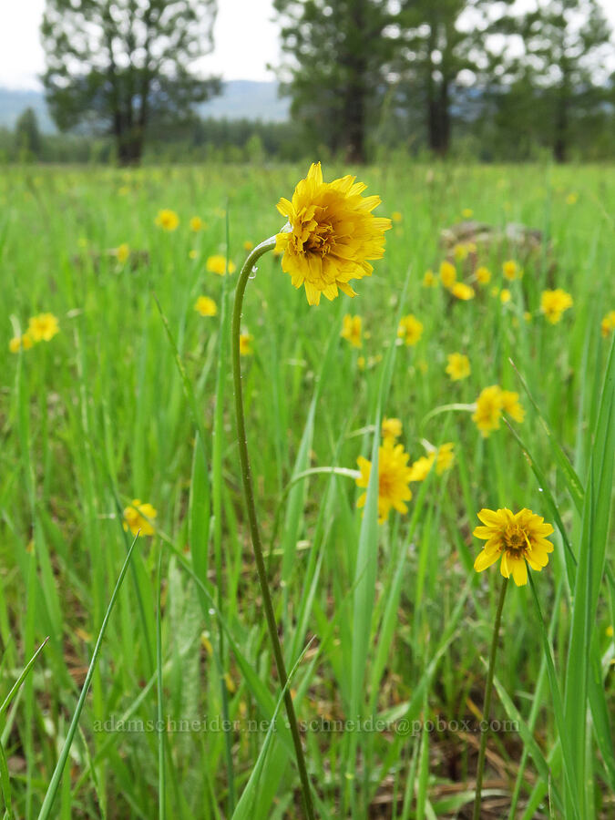nodding microseris (Microseris nutans (Scorzonella nutans)) [Logan Valley, Malheur National Forest, Grant County, Oregon]