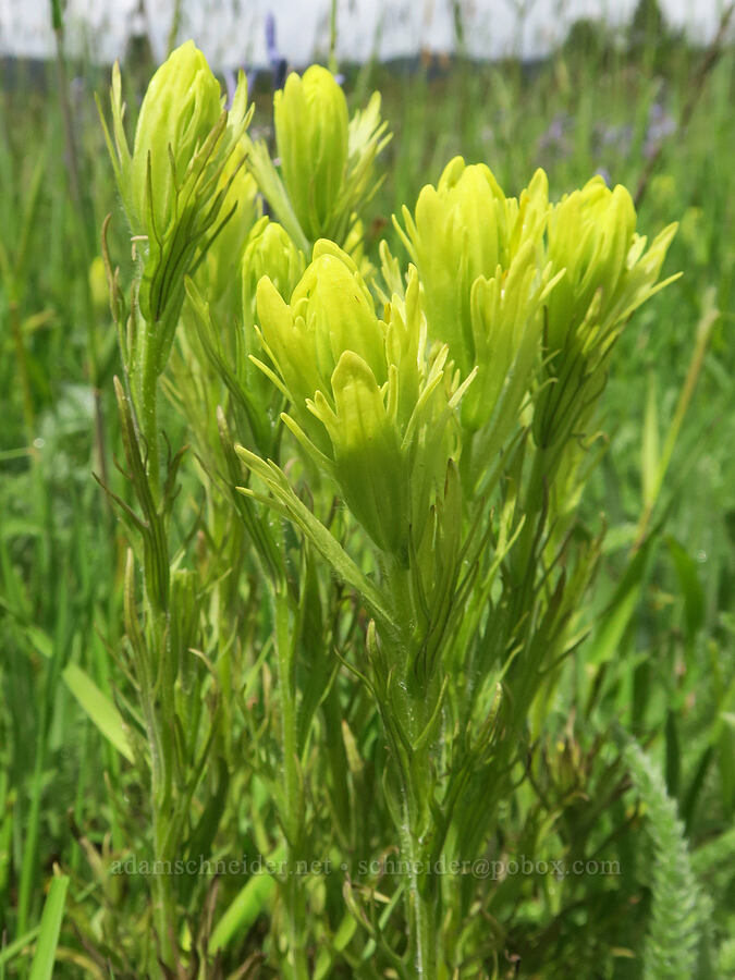 Cusick's paintbrush (Castilleja cusickii) [Logan Valley, Malheur National Forest, Grant County, Oregon]