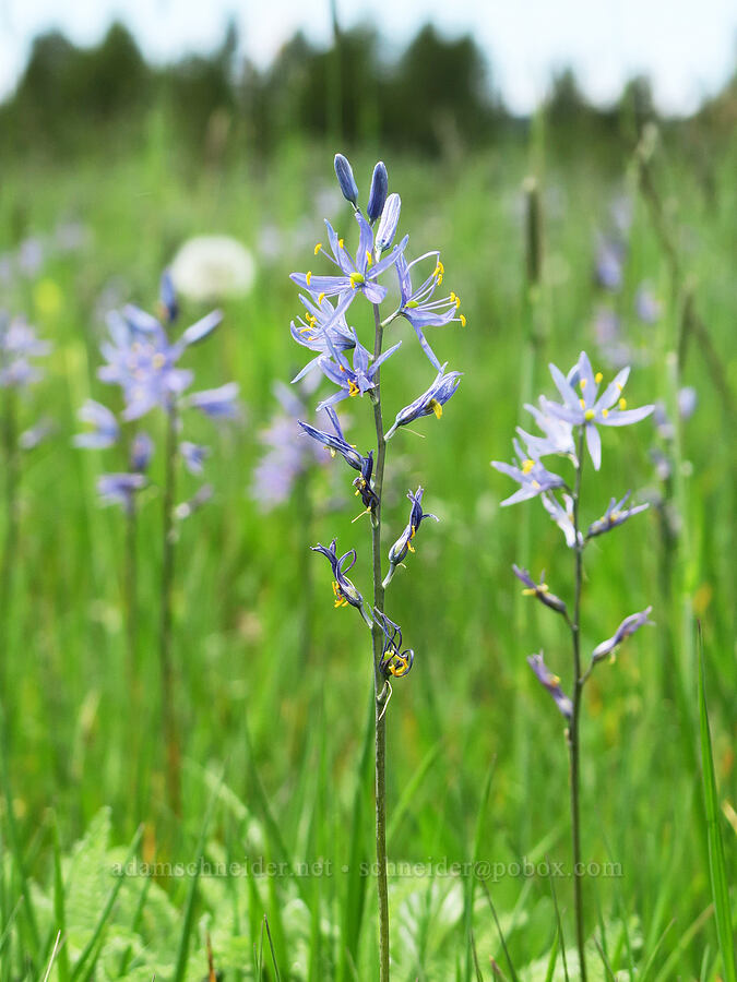 camas (Camassia quamash) [Logan Valley, Malheur National Forest, Grant County, Oregon]