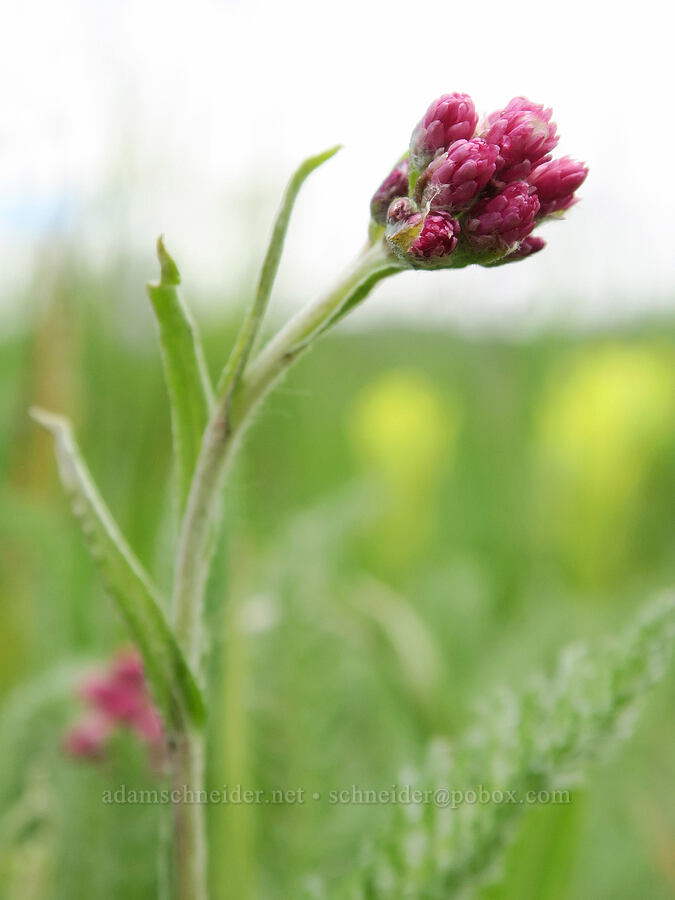rosy pussy-toes (Antennaria rosea (Antennaria microphylla)) [Logan Valley, Malheur National Forest, Grant County, Oregon]