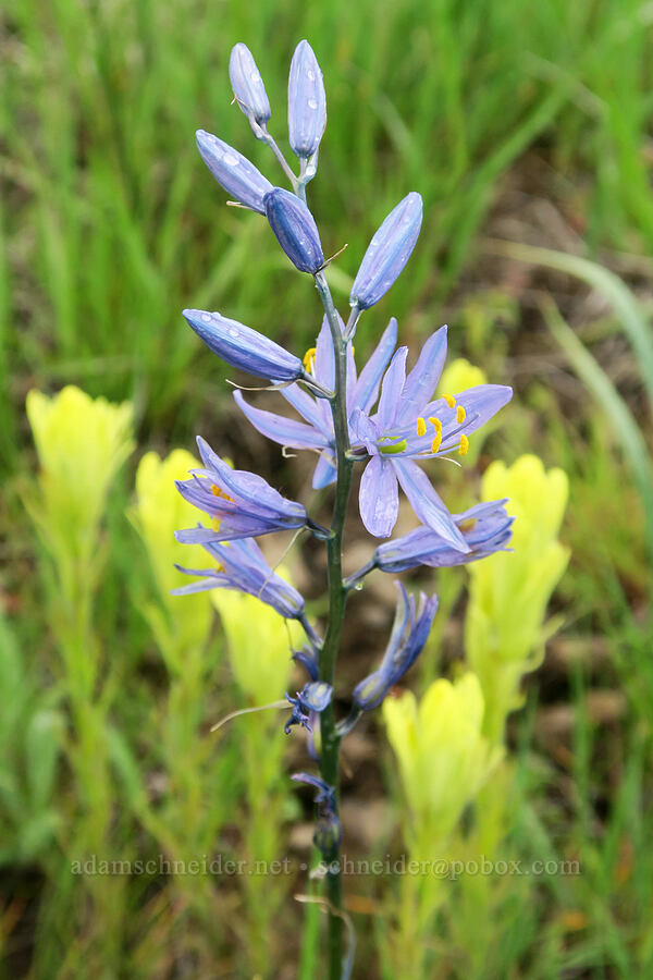 camas & Cusick's paintbrush (Camassia quamash, Castilleja cusickii) [Logan Valley, Malheur National Forest, Grant County, Oregon]