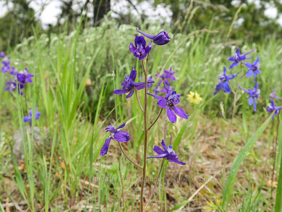 upland larskpur (Delphinium nuttallianum) [Logan Valley, Malheur National Forest, Grant County, Oregon]
