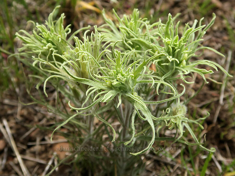 parrot-head (hairy) paintbrush (Castilleja pilosa var. pilosa) [Logan Valley, Malheur National Forest, Grant County, Oregon]