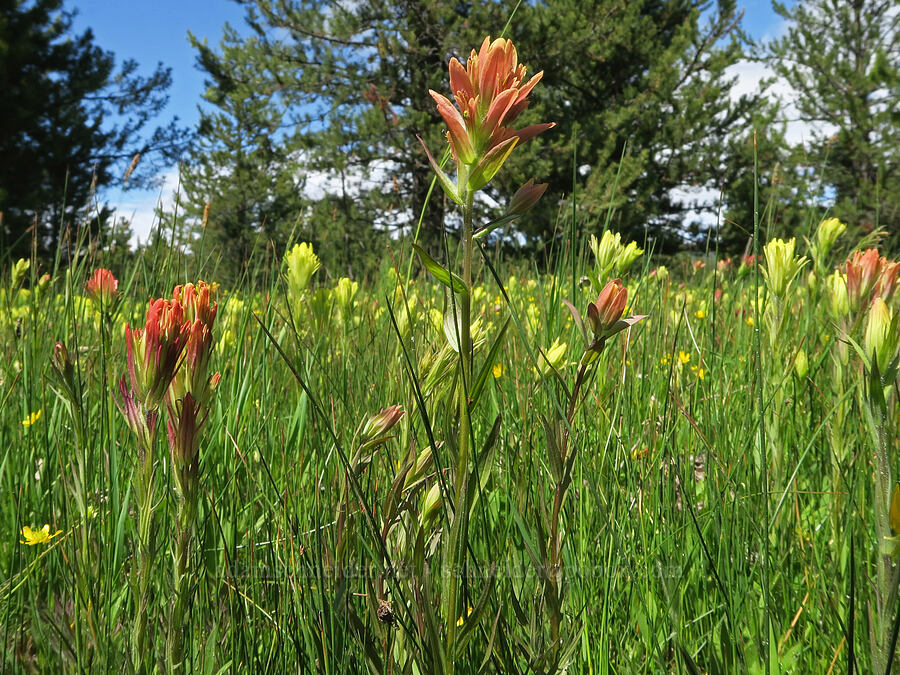 paintbrush stew (Castilleja cusickii x gracillima, Castilleja gracillima, Castilleja cusickii) [Logan Valley, Malheur National Forest, Grant County, Oregon]