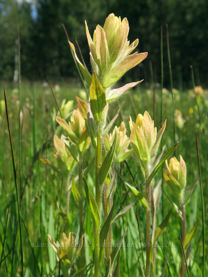 slender paintbrush (Castilleja gracillima) [Logan Valley, Malheur National Forest, Grant County, Oregon]