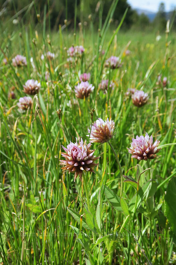 Hansen's long-stalk clover (Trifolium longipes ssp. hansenii (Trifolium hansenii)) [Logan Valley, Malheur National Forest, Grant County, Oregon]