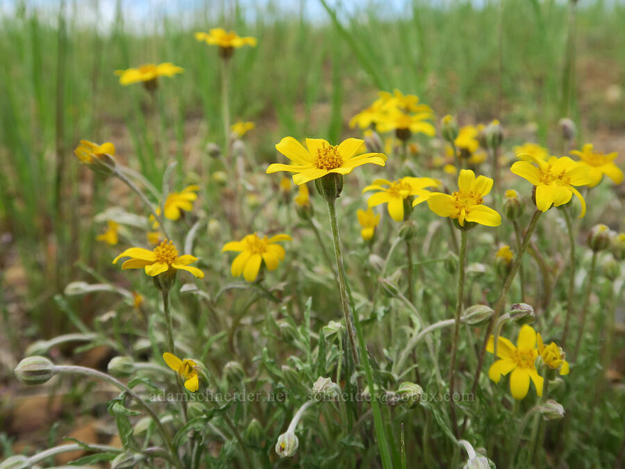 Oregon sunshine (Eriophyllum lanatum) [Logan Valley, Malheur National Forest, Grant County, Oregon]