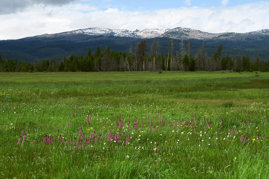 wildflowers & the Strawberry Mountains (Pedicularis groenlandica, Castilleja cusickii, Bistorta bistortoides (Polygonum bistortoides), Alopecurus pratensis) [Logan Valley, Malheur National Forest, Grant County, Oregon]