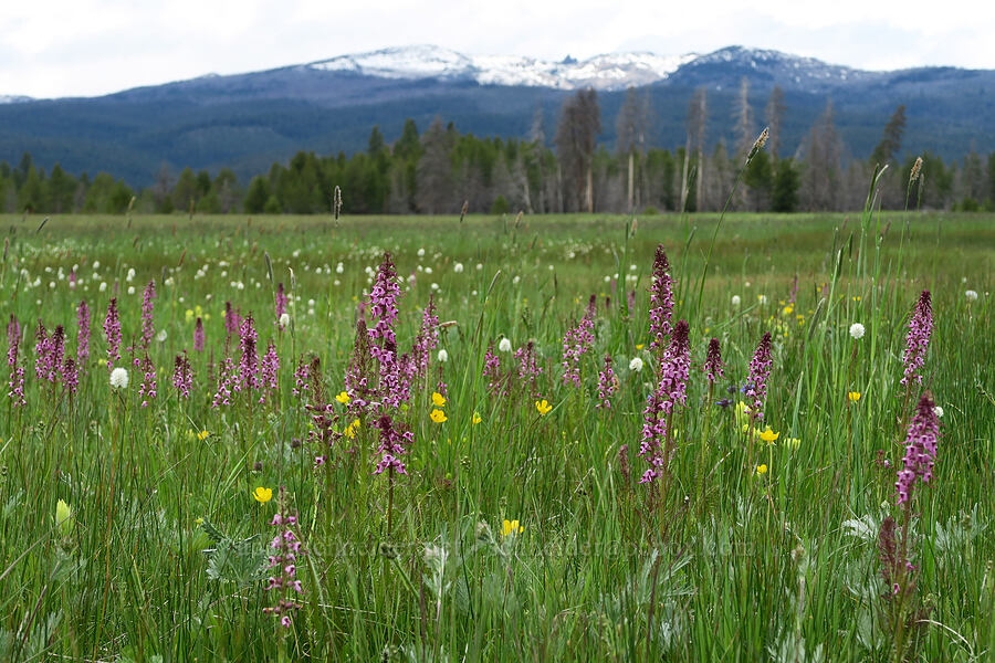 wildflowers (Pedicularis groenlandica, Ranunculus orthorhynchus, Bistorta bistortoides (Polygonum bistortoides), Castilleja cusickii, Potentilla gracilis) [Logan Valley, Malheur National Forest, Grant County, Oregon]