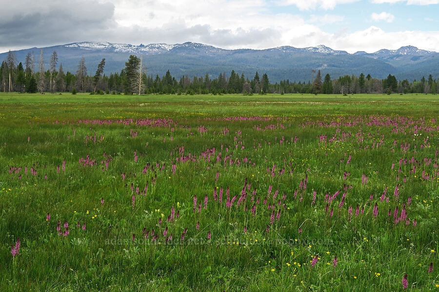wildflowers & the Strawberry Mountains (Pedicularis groenlandica, Castilleja cusickii, Bistorta bistortoides (Polygonum bistortoides), Ranunculus orthorhynchus, Potentilla gracilis) [Logan Valley, Malheur National Forest, Grant County, Oregon]
