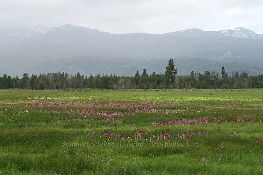 wildflowers, wetlands, & rain (Pedicularis groenlandica, Bistorta bistortoides (Polygonum bistortoides), Castilleja cusickii) [Logan Valley, Malheur National Forest, Grant County, Oregon]