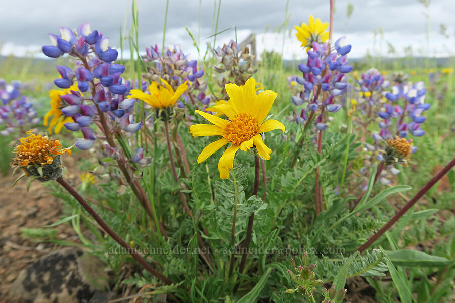 Hooker's balsamroot & rock lupines (Balsamorhiza hookeri, Lupinus saxosus (Lupinus polyphyllus var. saxosus)) [Logan Valley, Malheur National Forest, Grant County, Oregon]