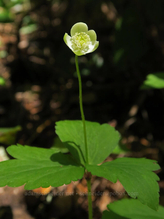 Columbia windflower (Anemone deltoidea (Anemonastrum deltoideum)) [Eagle's Rest Trail, Lane County, Oregon]