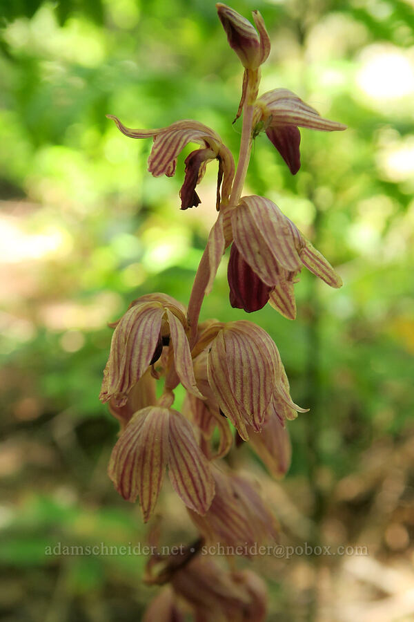 striped coral-root orchid (Corallorhiza striata) [Eagle's Rest Trail, Lane County, Oregon]