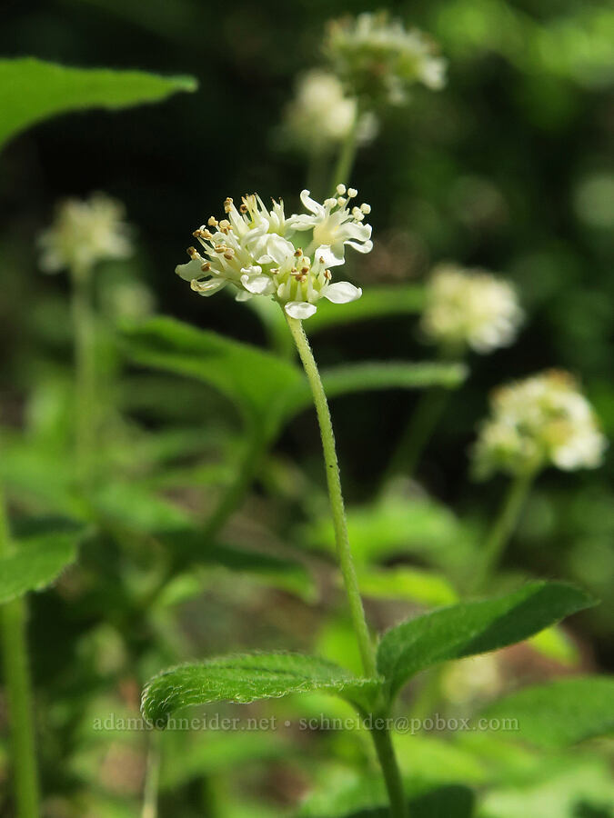 modesty (yerba de selva) (Whipplea modesta) [Eagle's Rest Trail, Lane County, Oregon]