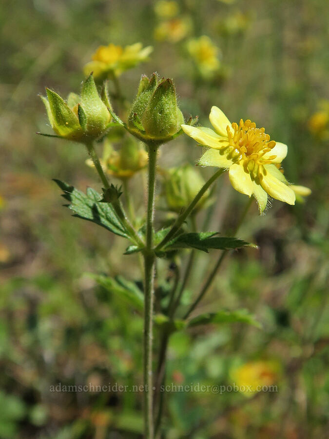 sticky cinquefoil (Drymocallis glandulosa) [Eagle's Rest, Lane County, Oregon]
