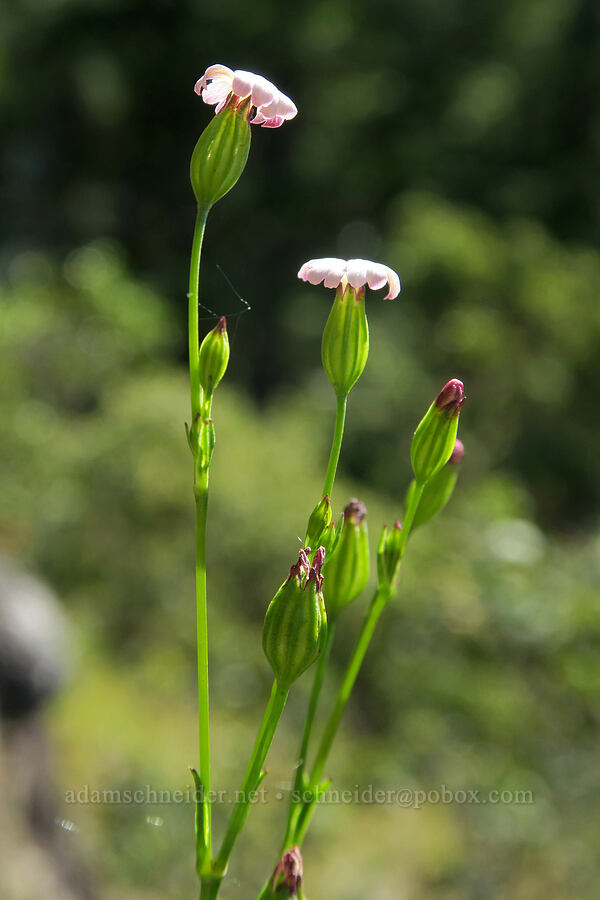 sleepy catchfly (Silene antirrhina) [Eagle's Rest, Lane County, Oregon]