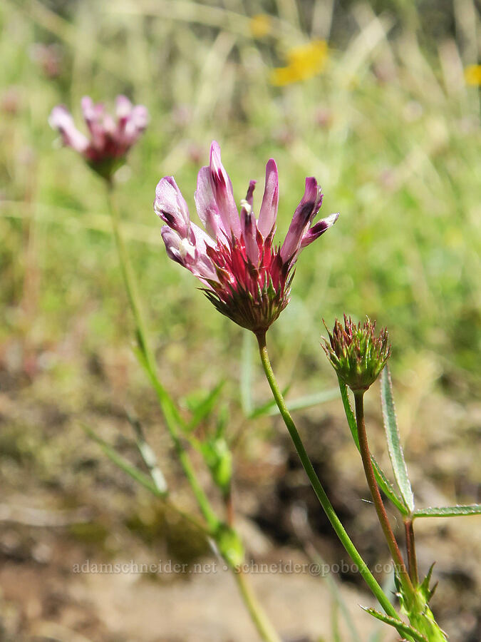 tomcat clover (Trifolium willdenovii) [Eagle's Rest, Lane County, Oregon]