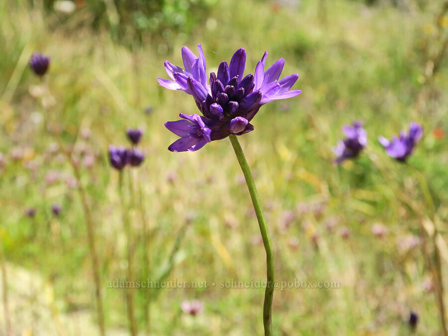 fork-tooth ookow (Dichelostemma congestum (Brodiaea congesta)) [Eagle's Rest, Lane County, Oregon]