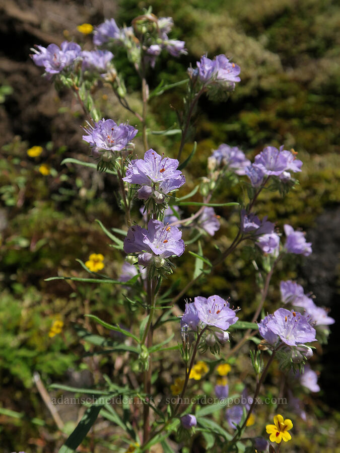 thread-leaf phacelia (Phacelia linearis) [Eagle's Rest, Lane County, Oregon]