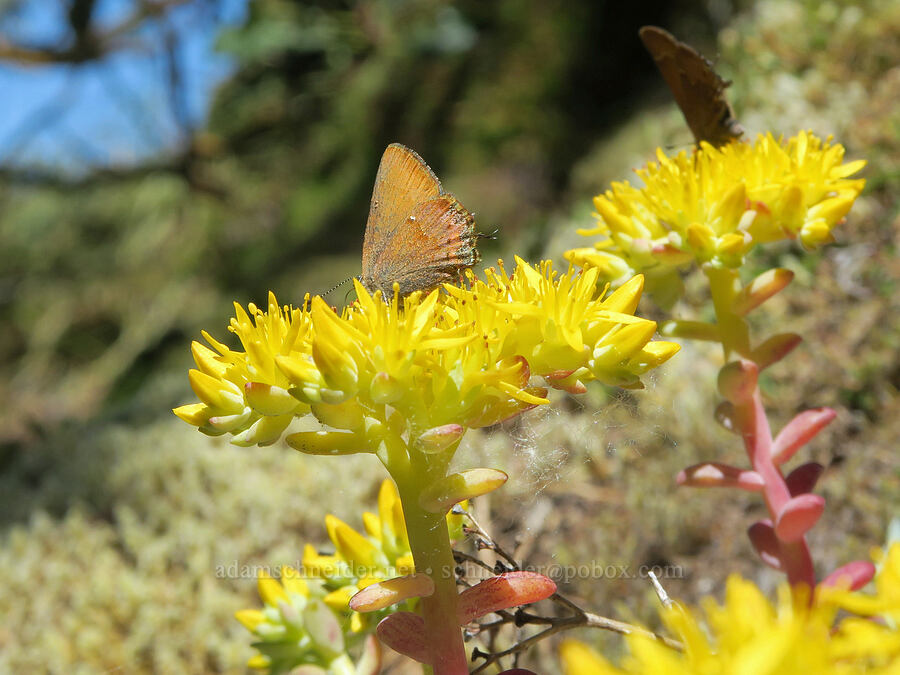 cedar hairstreak butterfly on broad-leaf stonecrop (Callophrys gryneus nelsoni, Sedum spathulifolium) [Eagle's Rest, Lane County, Oregon]