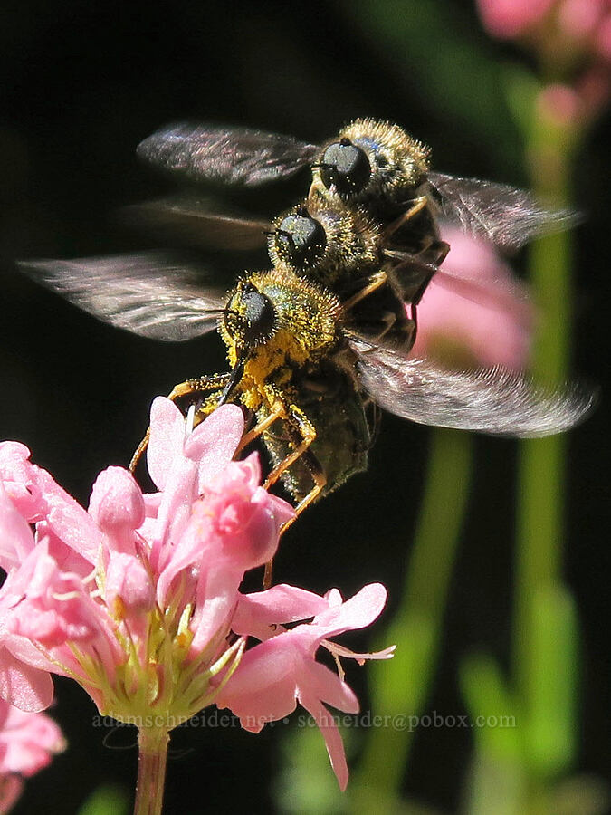 three spider flies, flying together (Eulonchus sp.) [Eagle's Rest, Lane County, Oregon]