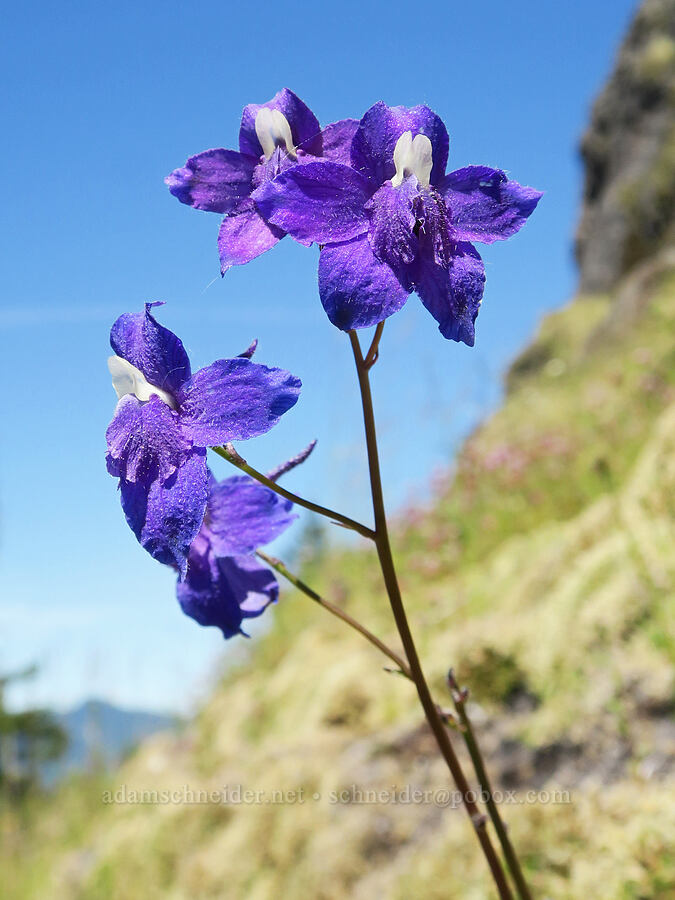 Menzies' larkspur (Delphinium menziesii) [Eagle's Rest, Lane County, Oregon]