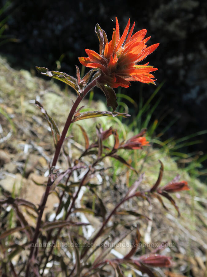 frosted paintbrush (Castilleja pruinosa) [Eagle's Rest, Lane County, Oregon]