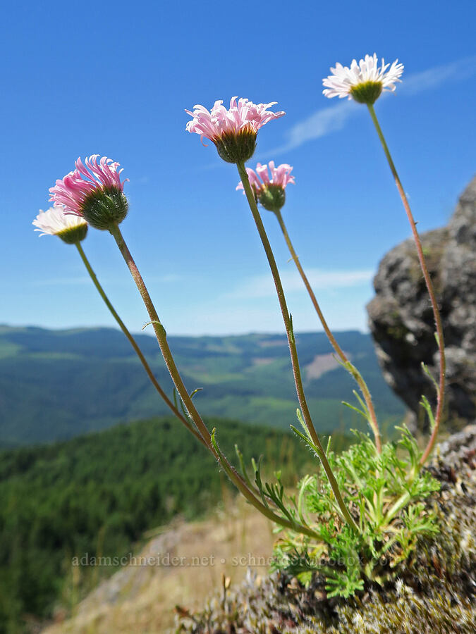 cut-leaf fleabane (Erigeron compositus) [Eagle's Rest, Lane County, Oregon]