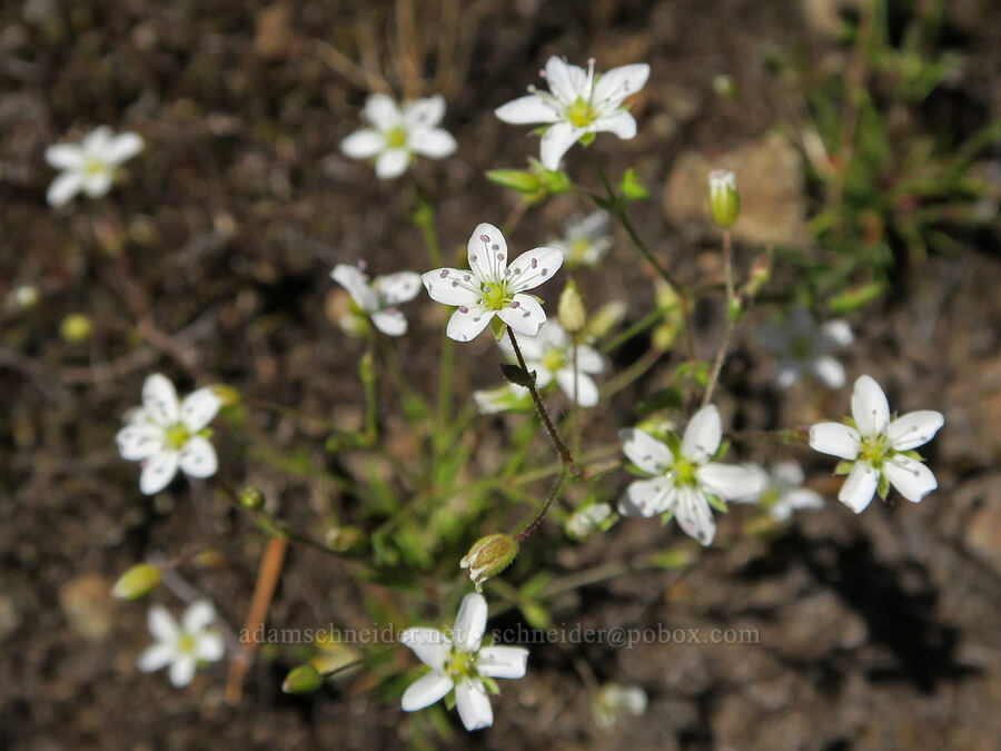 slender stitchwort (Minuartia tenella (Sabulina macra)) [Eagle's Rest, Lane County, Oregon]