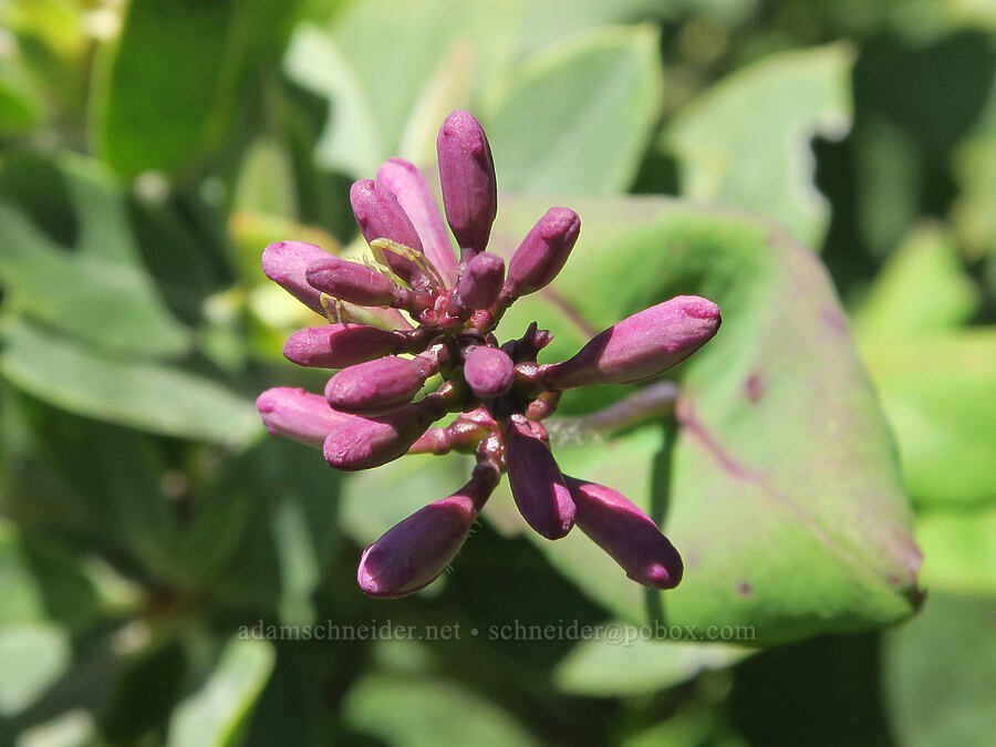 hairy honeysuckle, budding (Lonicera hispidula) [Eagle's Rest, Lane County, Oregon]