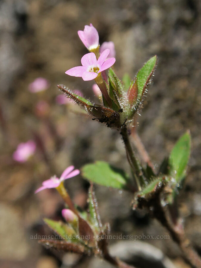 varied-leaf collomia (Collomia heterophylla) [Eagle's Rest, Lane County, Oregon]