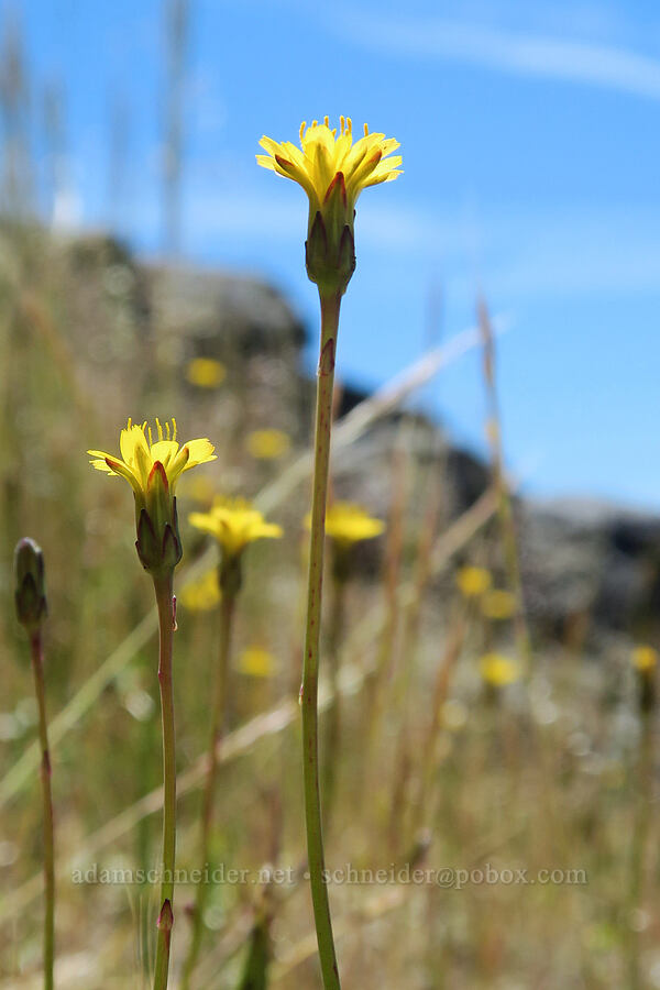 annual agoseris (Agoseris heterophylla) [Eagle's Rest, Lane County, Oregon]