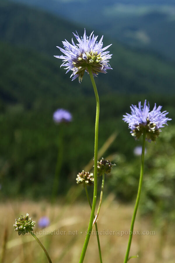 blue-head gilia (Gilia capitata) [Eagle's Rest, Lane County, Oregon]