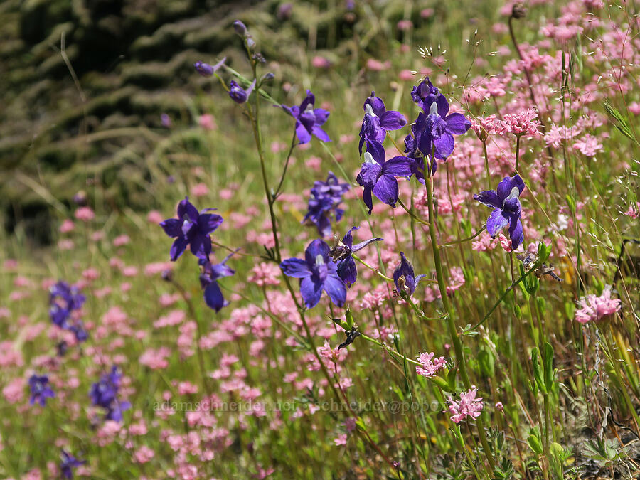 Menzies' larkspur & rosy plectritis (Delphinium menziesii, Plectritis congesta) [Eagle's Rest, Lane County, Oregon]