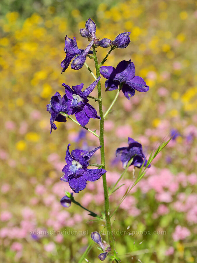 Menzies' larkspur (Delphinium menziesii) [Eagle's Rest, Lane County, Oregon]