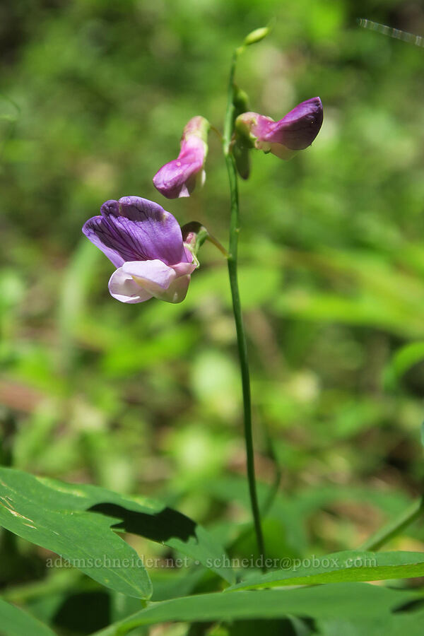 leafy pea-vine (Lathyrus polyphyllus) [Eagle's Rest Trail, Lane County, Oregon]