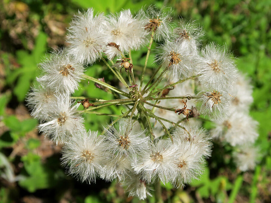 colt's-foot, going to seed (Petasites frigidus var. palmatus) [Eagle's Rest Road, Lane County, Oregon]