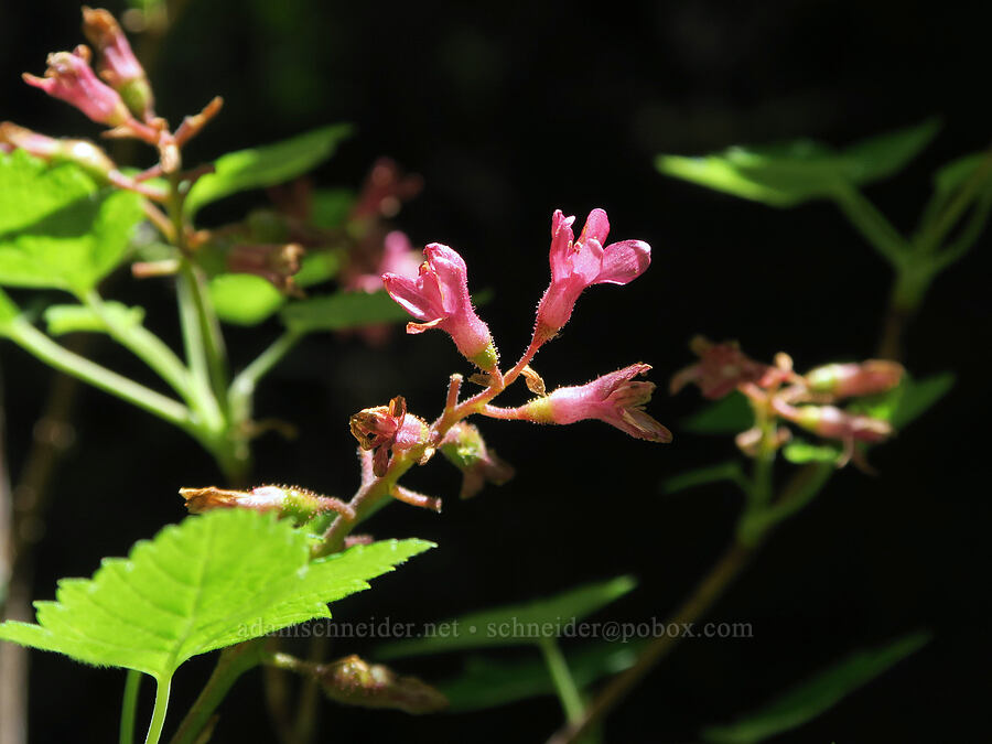 red-flowered currant (Ribes sanguineum) [Eagle's Rest Road, Lane County, Oregon]