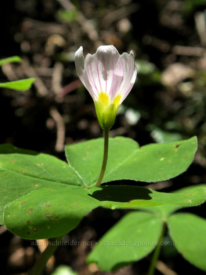 redwood sorrel (Oxalis oregana) [Mount June Trail, Umpqua National Forest, Lane County, Oregon]