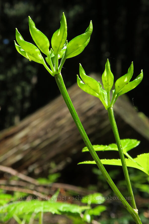 Oregon gold-threads, going to seed (Coptis laciniata) [Mount June Trail, Umpqua National Forest, Lane County, Oregon]