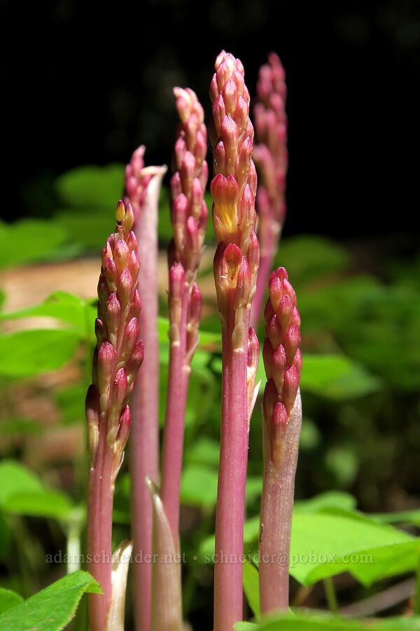 western coral-root orchids, budding (Corallorhiza mertensiana) [Mount June Trail, Umpqua National Forest, Lane County, Oregon]