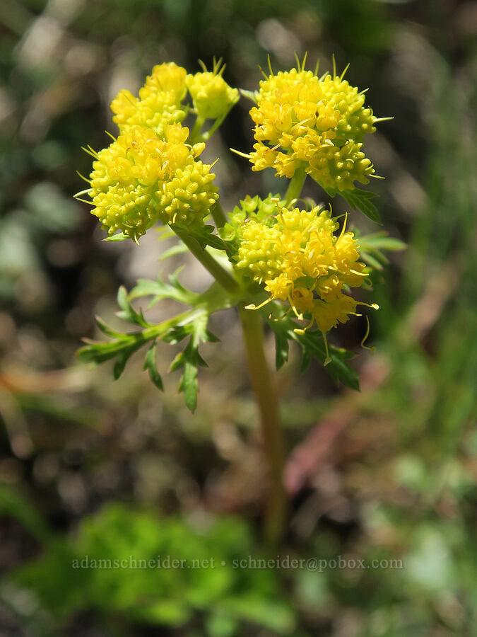northern sanicle (Sanicula graveolens) [Mount June, Umpqua National Forest, Lane County, Oregon]