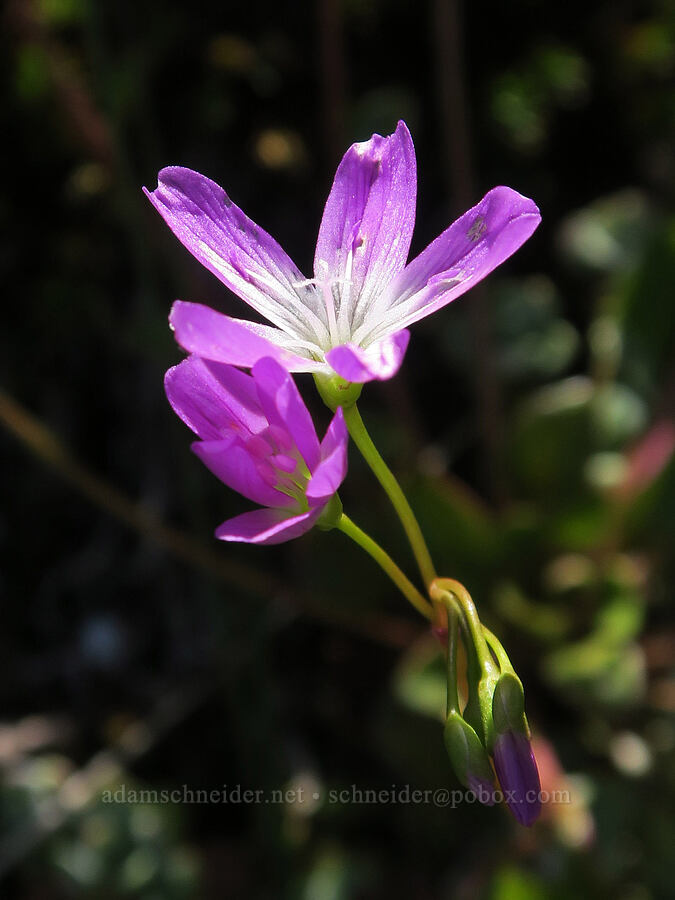 very pink little-leaf montia (Montia parvifolia (Claytonia parvifolia)) [Mount June, Umpqua National Forest, Lane County, Oregon]