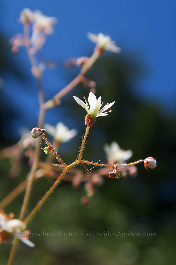Mertens' saxifrage (Saxifraga mertensiana) [Mount June, Umpqua National Forest, Lane County, Oregon]