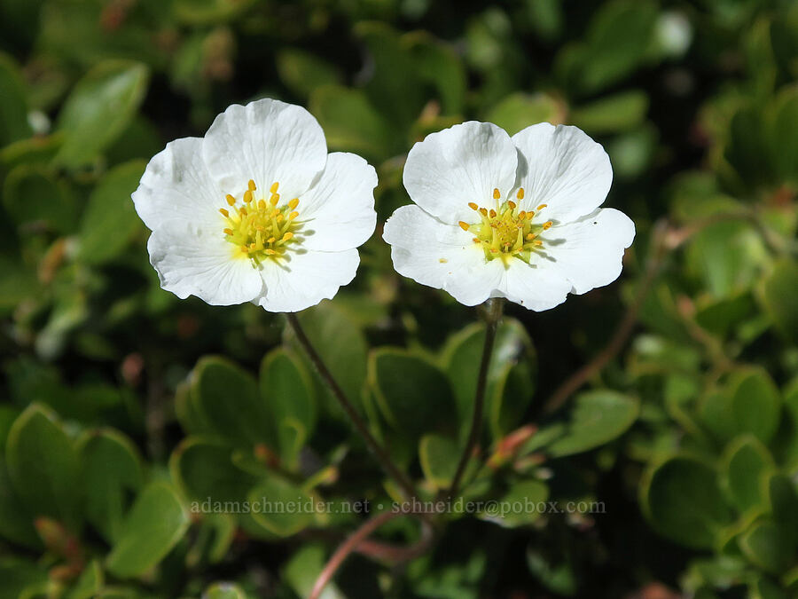 wild strawberry flowers (Fragaria vesca) [Mount June, Umpqua National Forest, Lane County, Oregon]