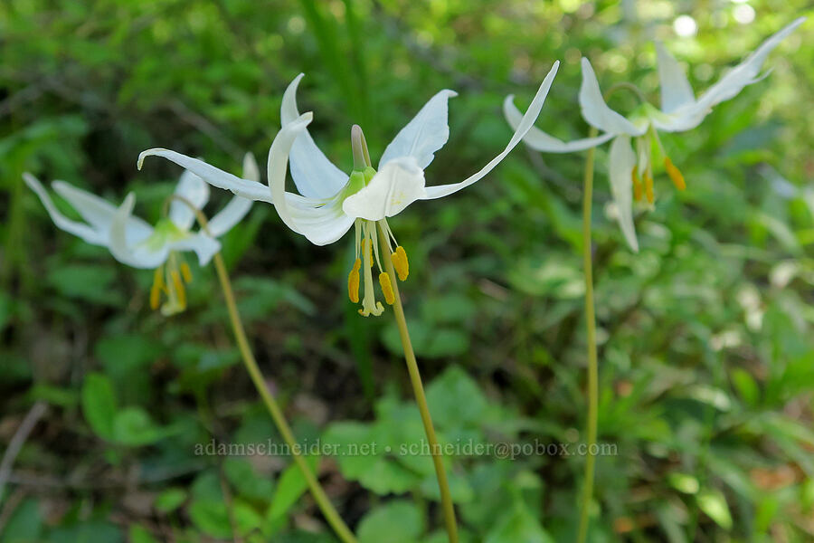 Oregon fawn lilies (Erythronium oregonum) [Mount June, Umpqua National Forest, Lane County, Oregon]